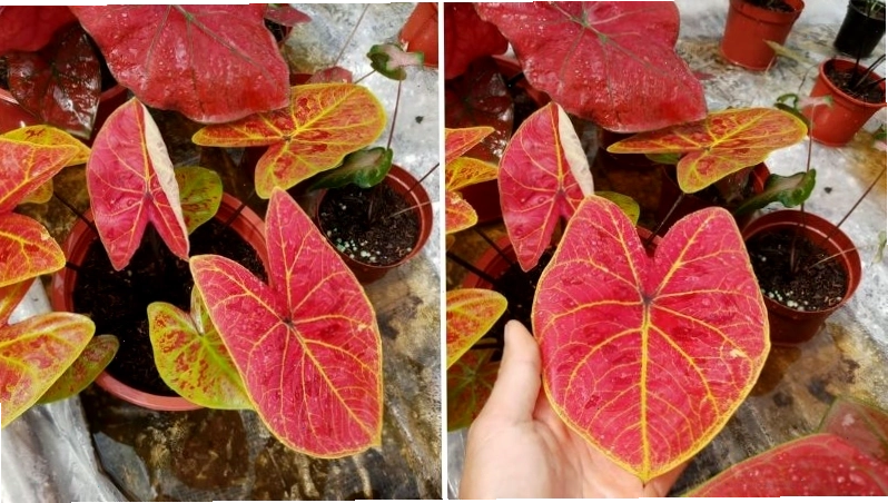 Cây môn đốm đỏ với lá xanh điểm đốm đỏ, tượng trưng cho may mắn
