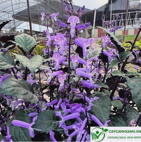 Cây Mona Lavender với sắc tím quyến rũ