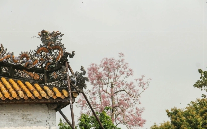 Cây Ngô Đồng Trung Quốc ẩn hiện trên mái nhà cổ, mang vẻ đẹp hoài cổ