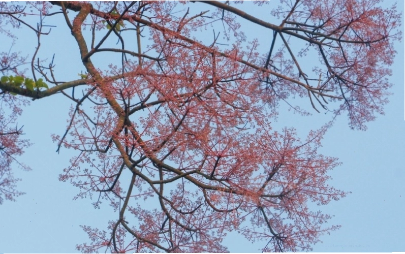 Cây Ngô Đồng Trung Quốc nở rộ, thu hút mọi ánh nhìn