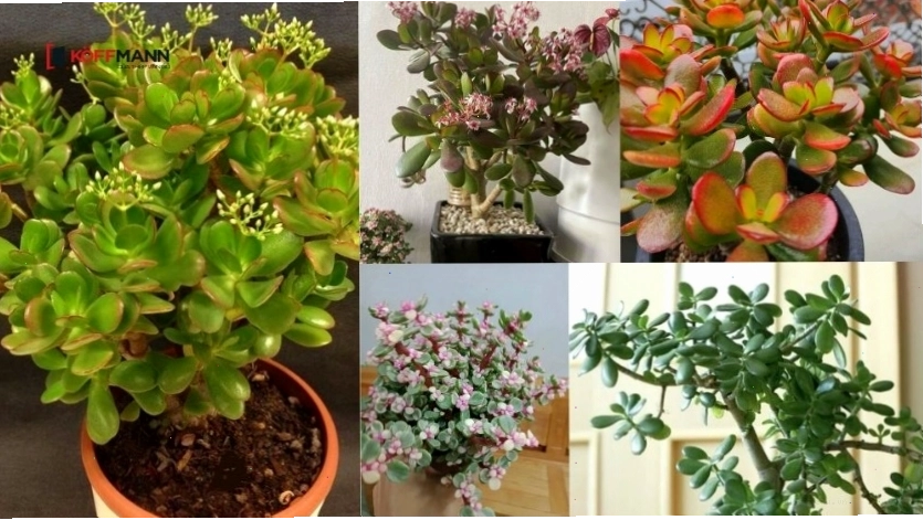 Cây Ngọc Bích hợp mệnh Thổ
