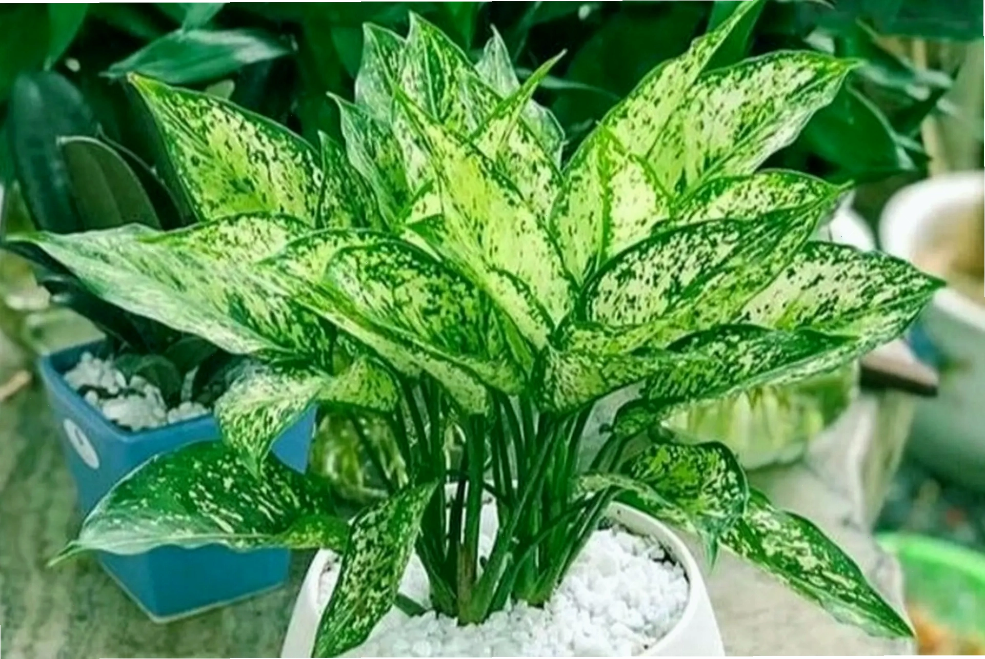 Cây Ngọc Ngân với lá bạc độc đáo