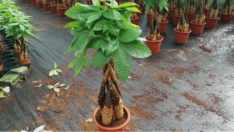 Cây Ngọc Ngân với lá xanh viền trắng bạc tinh tế