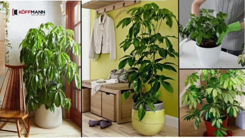 Cây Ngũ Gia Bì giúp thanh lọc không khí và mang lại sinh khí