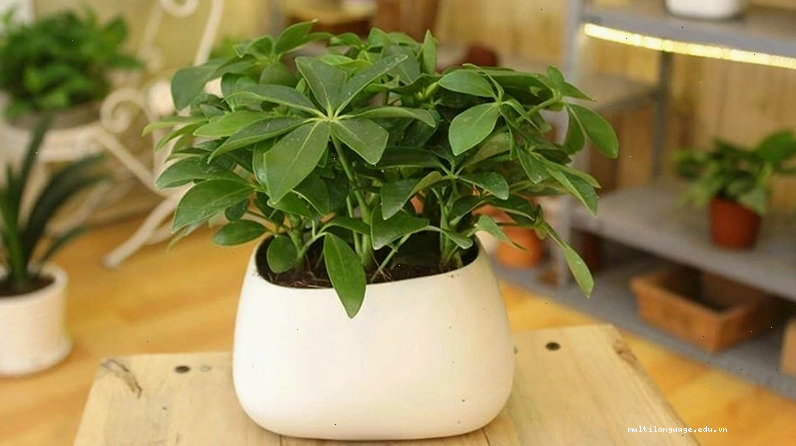Cây Ngũ Gia Bì hợp mệnh Thổ