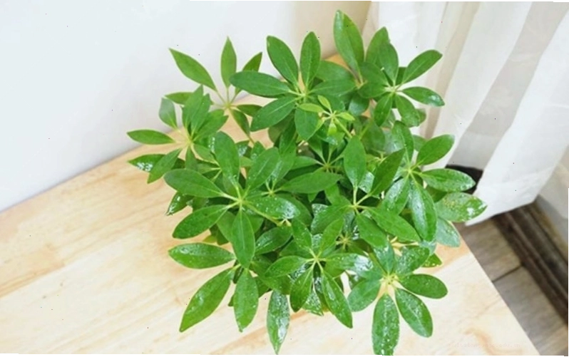 Cây ngũ gia bì với lá xanh tốt quanh năm