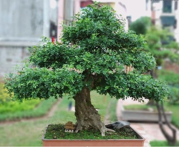 Cây nguyệt quế bonsai đẹp mắt