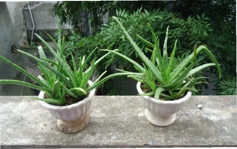 Cây nha đam dễ trồng và có nhiều lợi ích cho sức khỏe