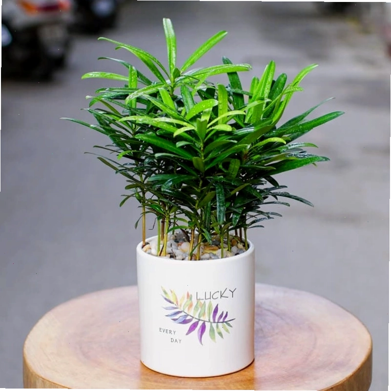 Cây Nha Đam tốt cho sức khỏe và phong thủy