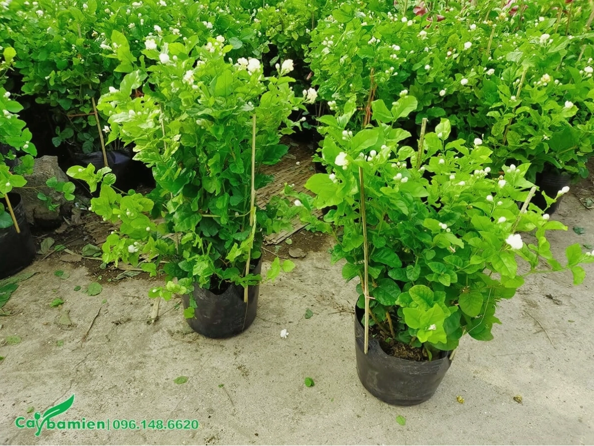 Cây Nhài Ta trồng dưới khu vực giếng trời