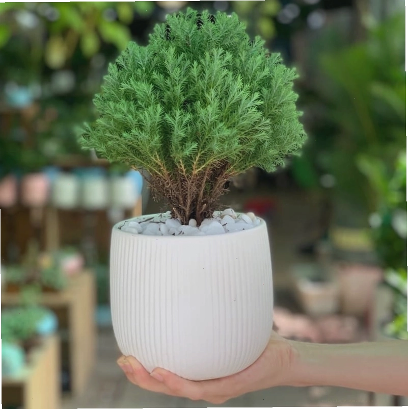 Cây Nhất Mạt Hương với lá nhỏ xinh, hợp mệnh Thủy