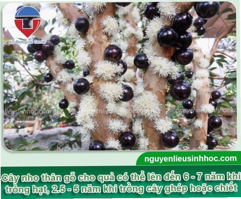 Cây nho thân gỗ ra trái sum suê sau thời gian chăm sóc thích hợp