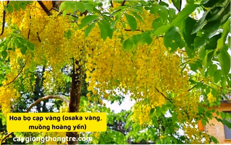 Cây Osaka (muồng hoàng yến) với tán lá xanh tươi