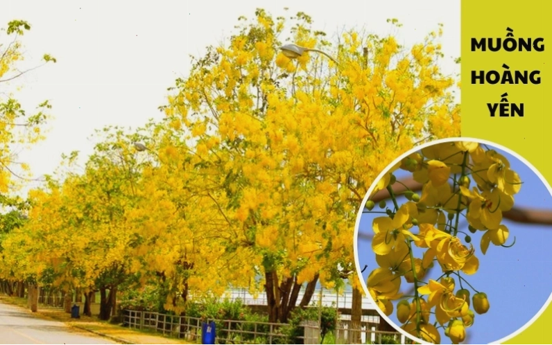 Cây Osaka vàng, muồng hoàng yến đang ra hoa rực rỡ