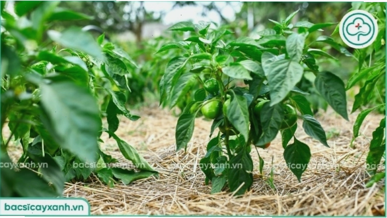 Cây ớt chuông được trồng trong nhà kính ở miền Nam để kiểm soát nhiệt độ và độ ẩm