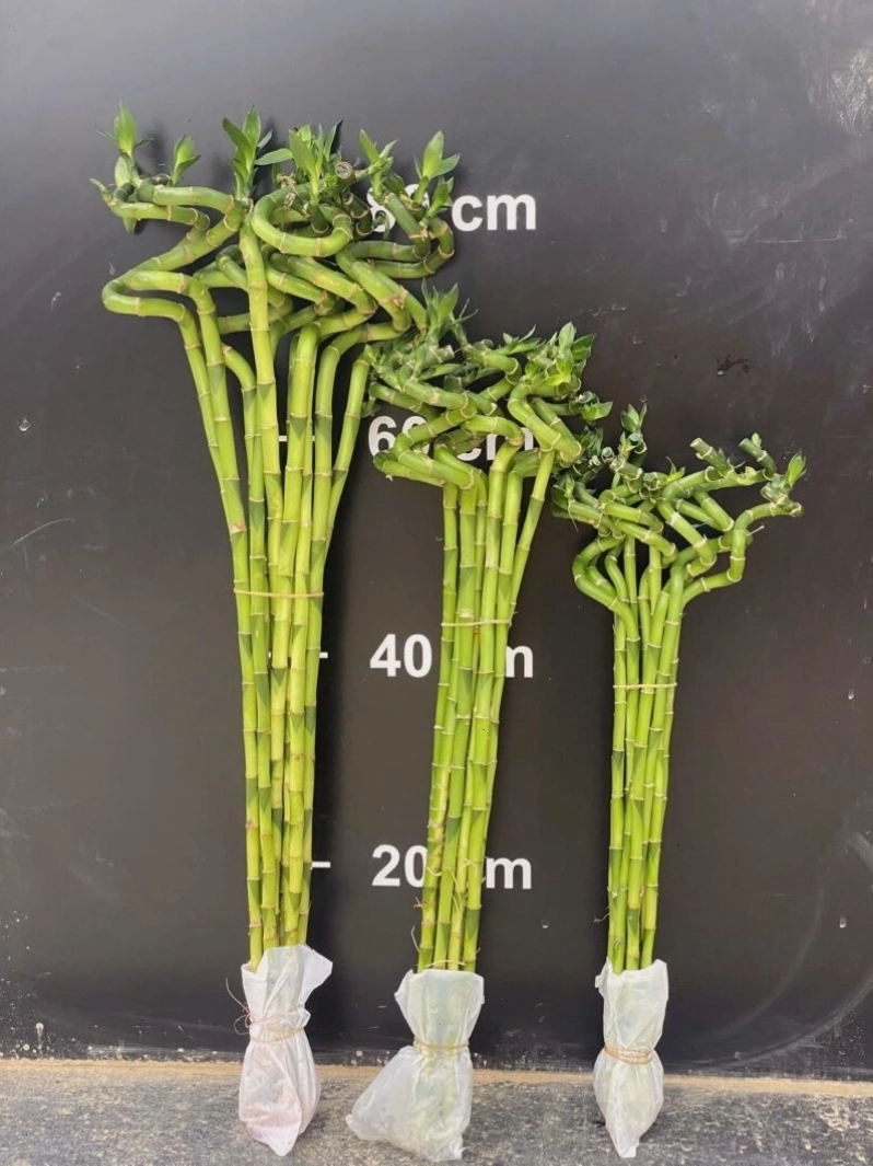 Cây Phát Lộc Xoắn (Trúc Phát Tài) trồng trong chậu sứ