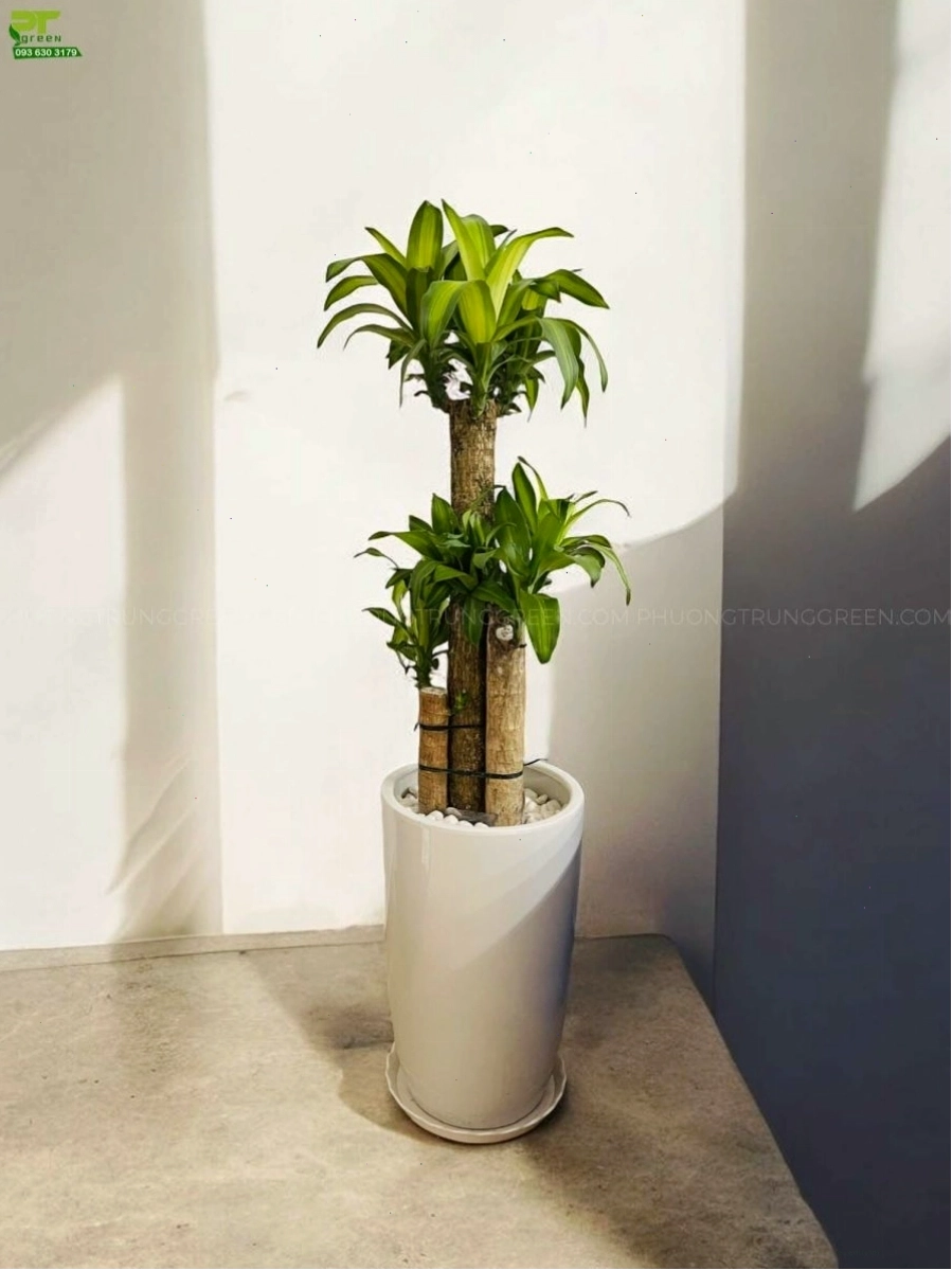 Cây Phát Tài Khúc với chậu sứ trắng sang trọng