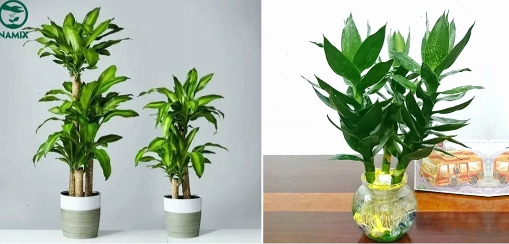 Cây Phát Tài mang ý nghĩa phong thủy tốt lành