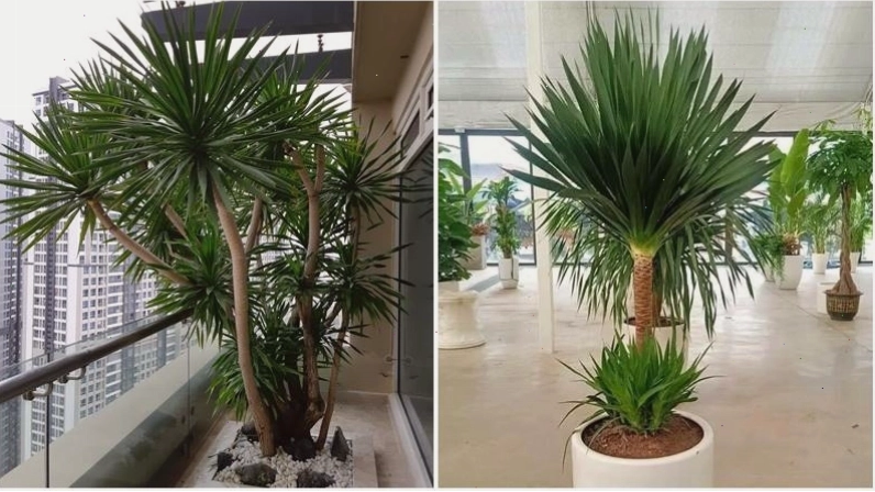 Cây phát tài núi hợp mệnh Hỏa, Mộc và tuổi Dần, tuổi Tuất