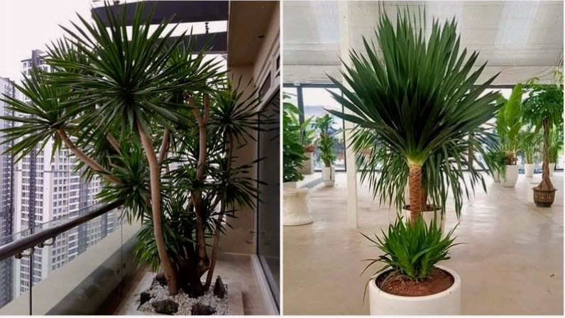 Cây Phát Tài Núi tạo điểm nhấn xanh cho không gian