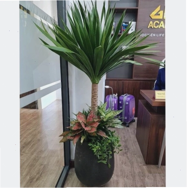 Cây phát tài núi với dáng vẻ độc đáo