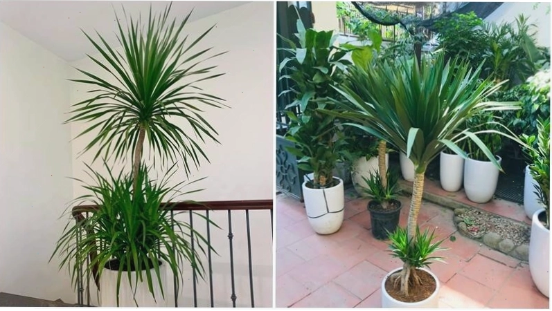 Cây phát tài núi với lá xanh mướt, dáng vẻ mạnh mẽ và thanh nhã, phù hợp trồng trong nhà