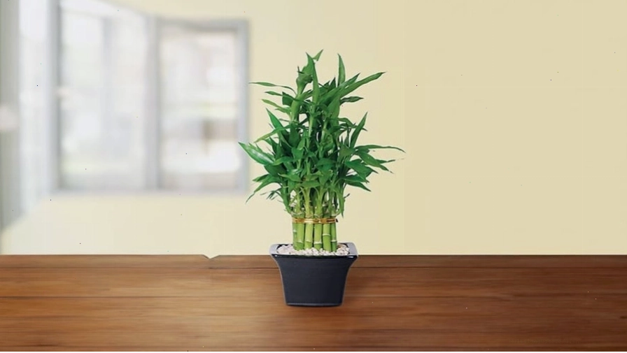 Cây phát tài xoắn trong bình thủy tinh trong suốt