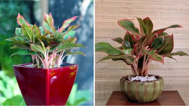 Cây phú quý mang đến tài lộc