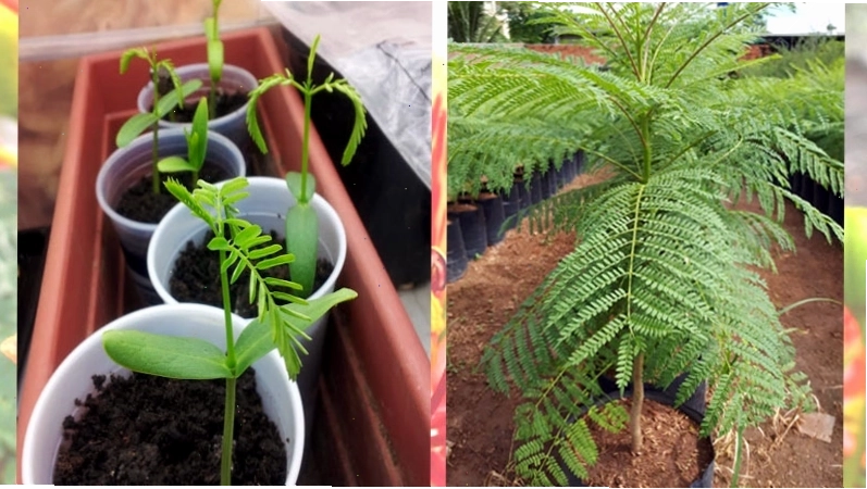 Cây phượng được trồng bằng hạt