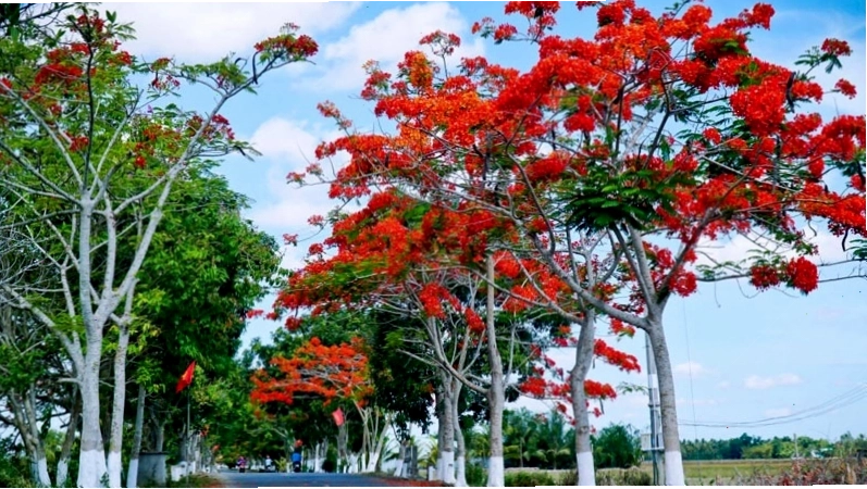 Cây phượng vĩ có nguồn gốc từ Madagascar