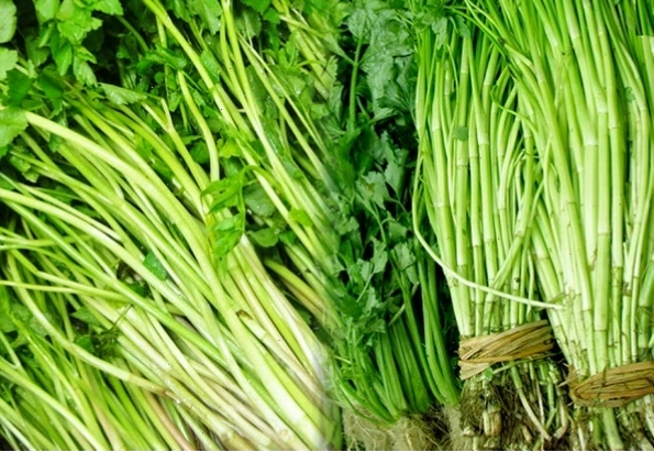 Cây rau cần tươi tốt, mọng nước