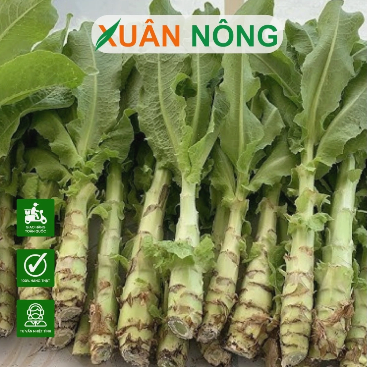 Cây rau tiến vua con đang phát triển trên luống