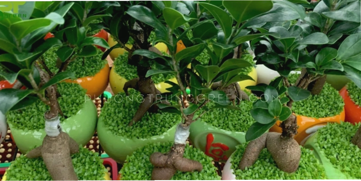 Cây sâm nhung đặc biệt hợp với người tuổi Mão và người mệnh Mộc, Thủy