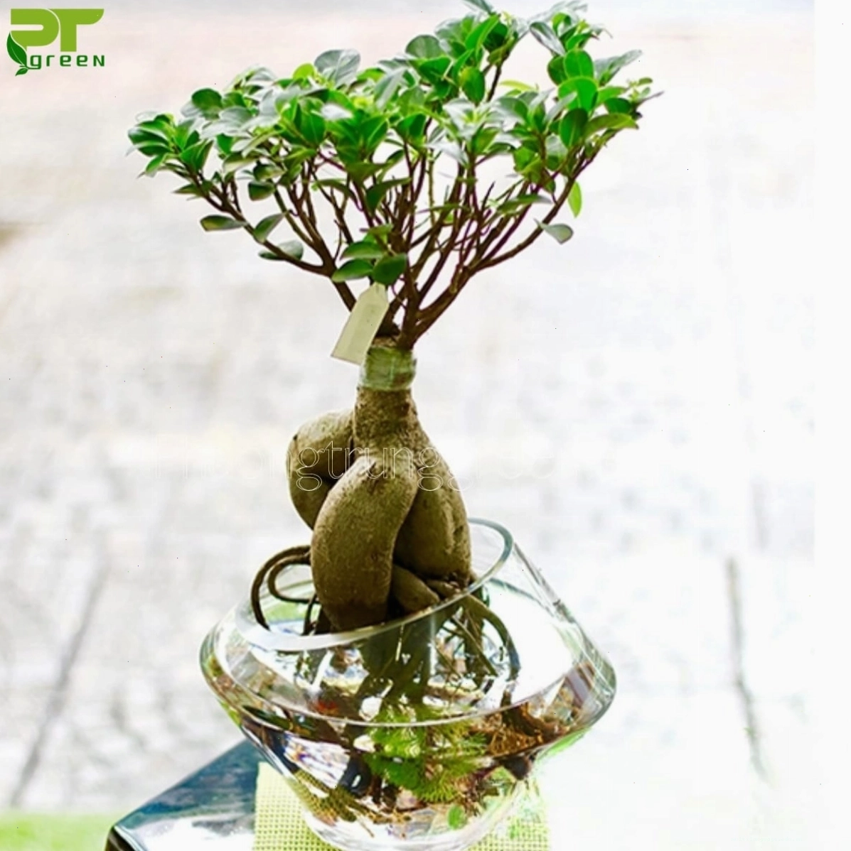 Cây sâm nhung làm quà tặng ý nghĩa cho người thân, bạn bè