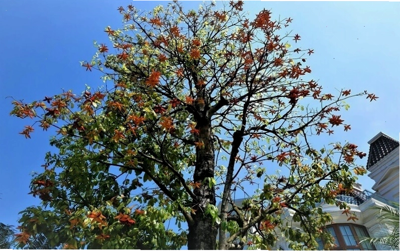 Cây sang (cây Sang Giàu) là một loại cây thân gỗ thuộc họ Lộc Vừng, mang ý nghĩa phong thủy tốt lành