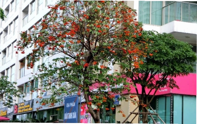 Cây sang được trồng phổ biến trên đường phố để tạo bóng mát và cảnh quan