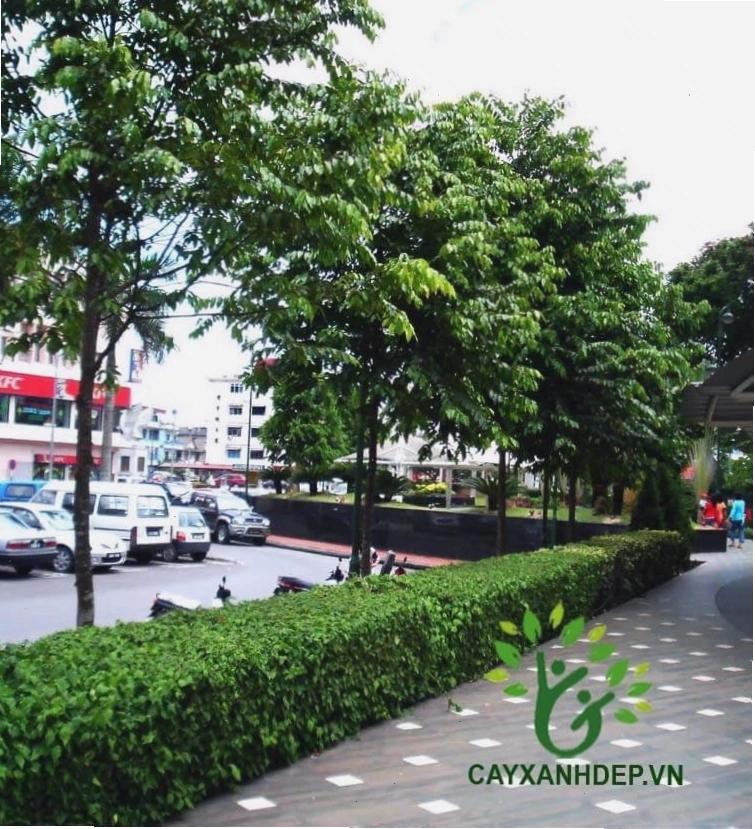 Cây Sao Đen với tán lá rộng thích hợp trồng ngoài trời