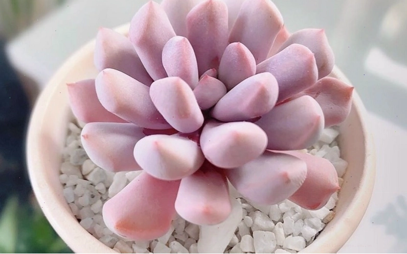 Cây sen đá hồng với những cánh lá mọng nước màu hồng