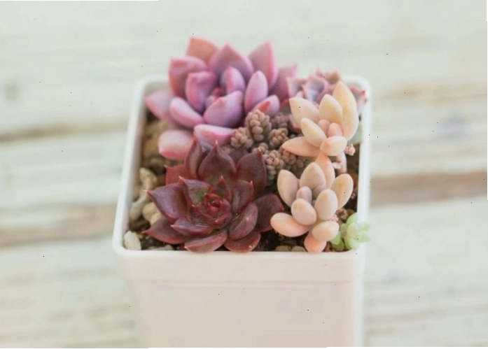 Cây sen đá nâu hợp mệnh Thổ