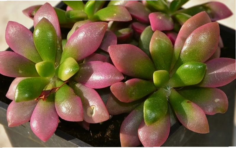Cây sen đá thạch ngọc hồng với màu sắc tươi tắn