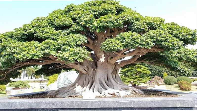 Cây si có tác dụng che mát và làm đẹp cảnh quan