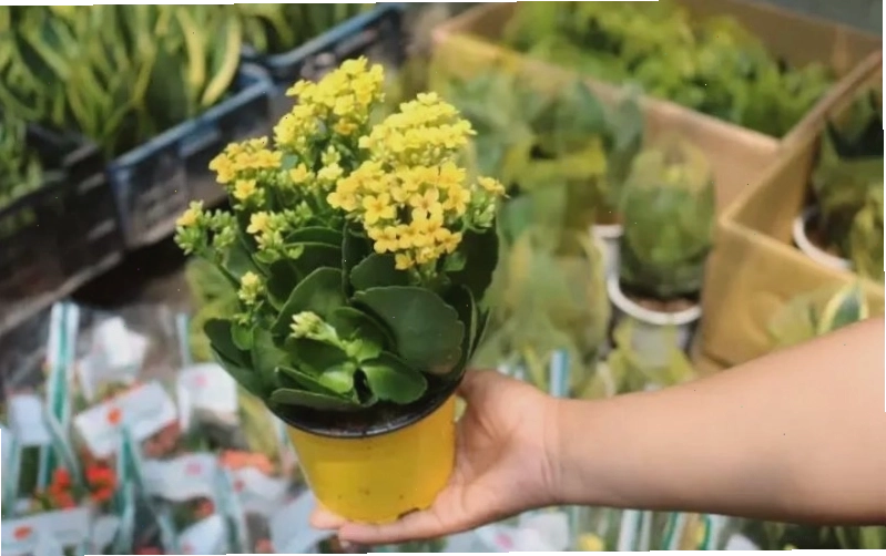 Cây sống đời với sức sống mãnh liệt phù hợp trồng ban công chịu nắng