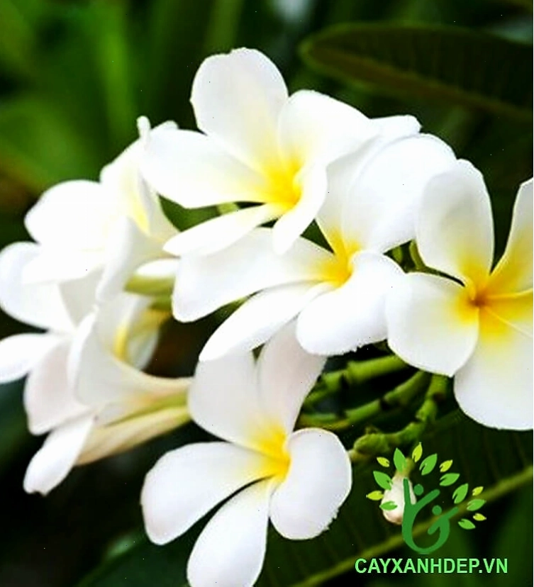 Cây Sứ Đại Hoa Trắng với hoa nở rộ