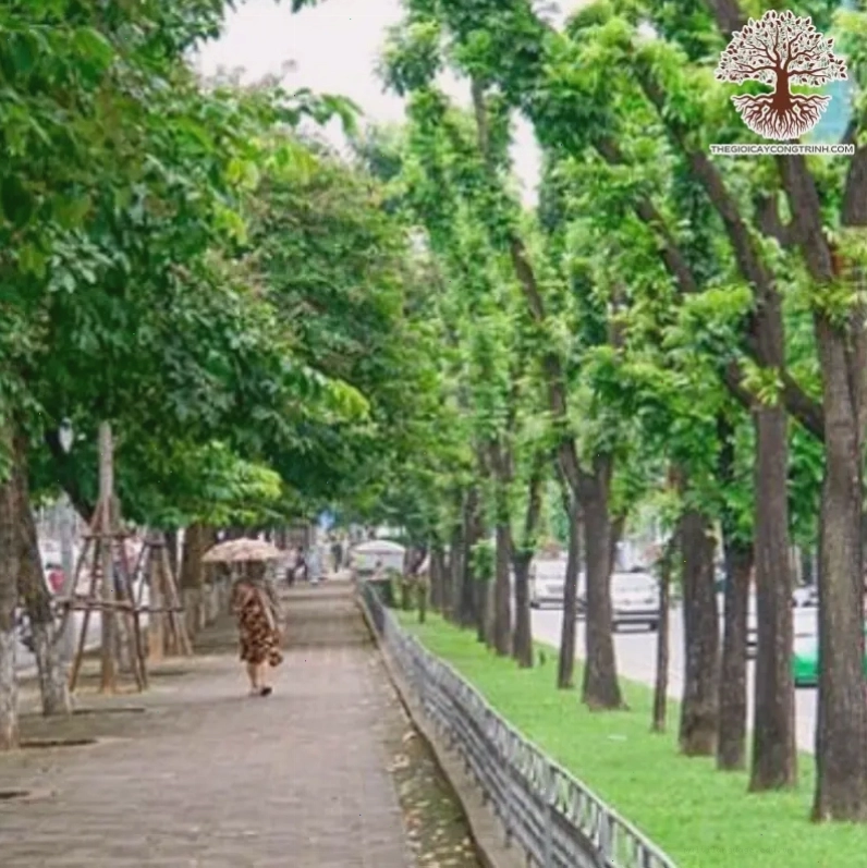 Cây Sưa Đỏ - một loại cây công trình phổ biến khác