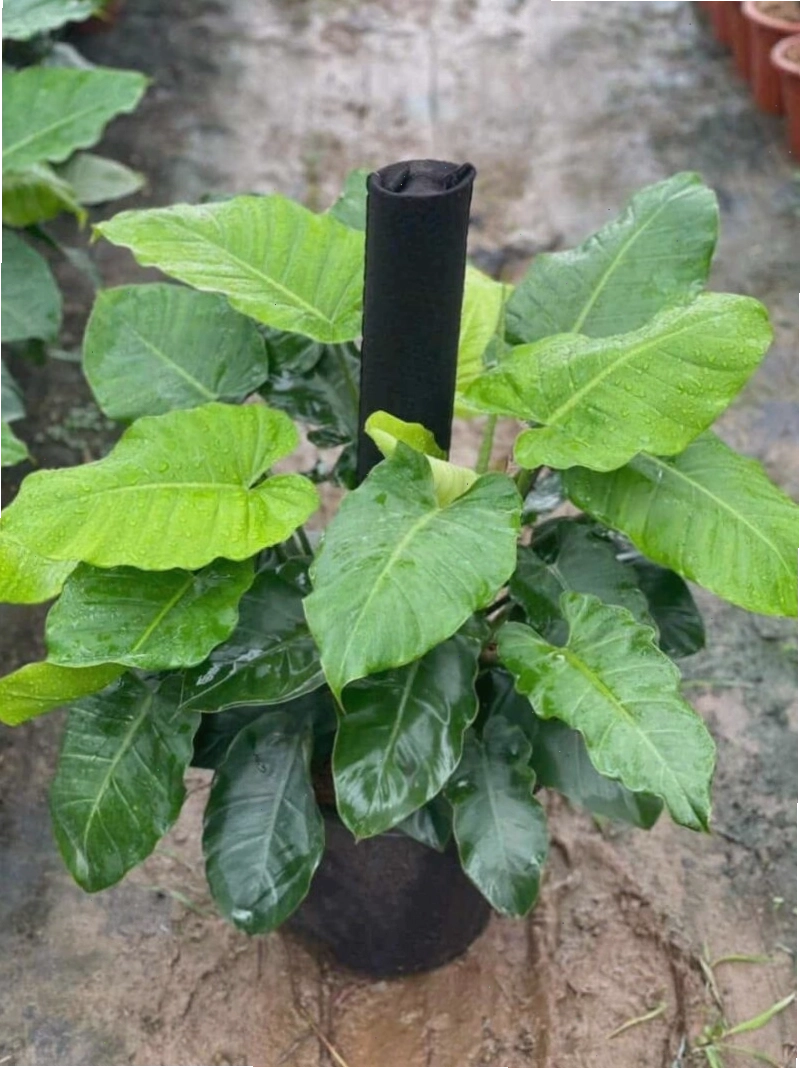 Cây Subin var với lá có đốm trắng hoặc vàng, tăng thêm vẻ độc đáo
