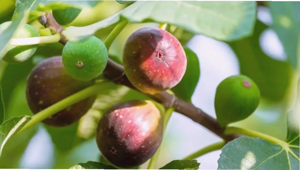 Cây Sung tượng trưng cho sự sung túc