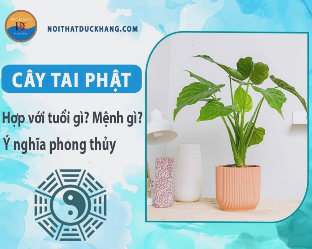 Cây tai phật hợp với tuổi Tý, Dần, Mão, Tỵ, Ngọ, Mùi và mệnh Mộc, Hỏa