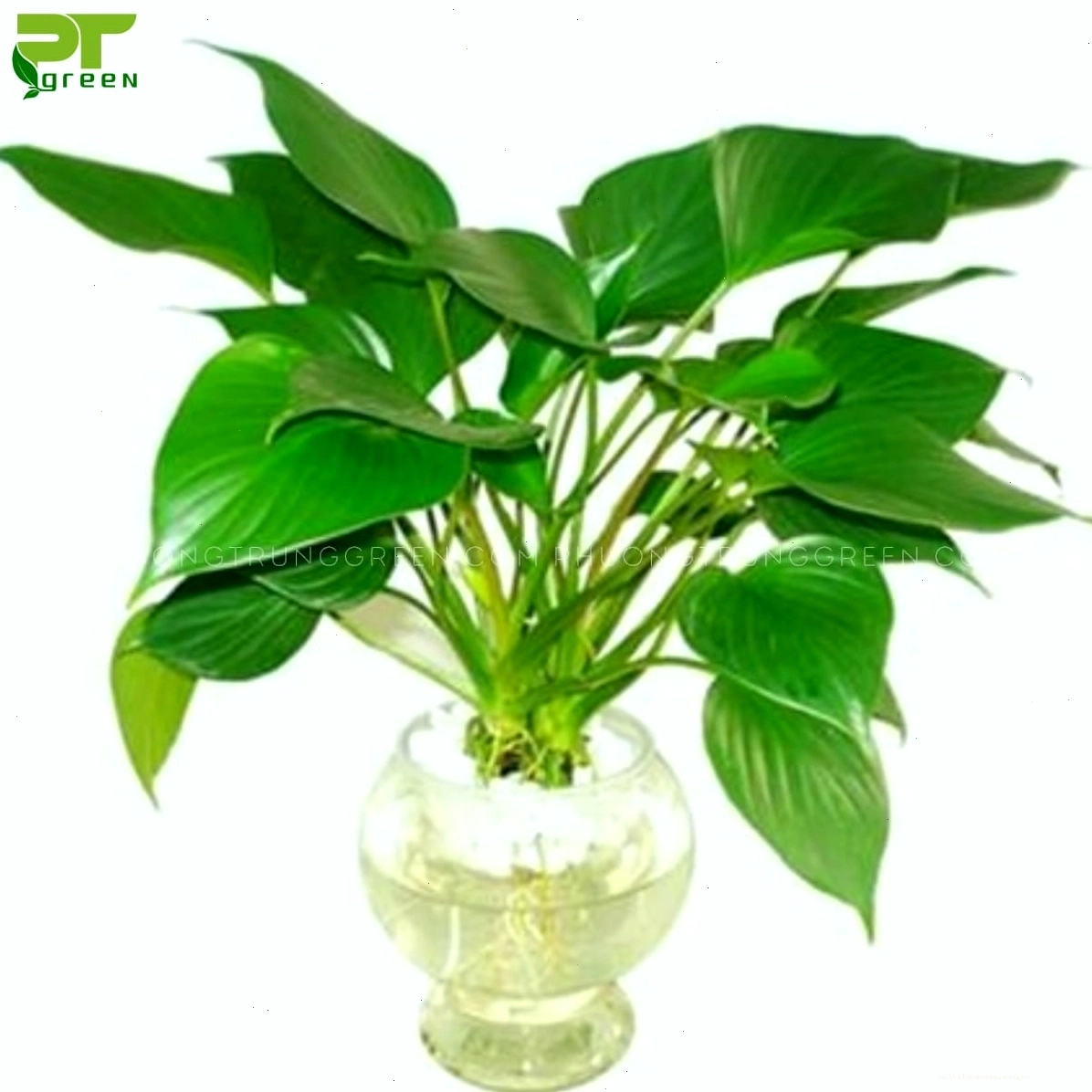 Cây tai phật mang ý nghĩa phong thủy, thu hút tài lộc và may mắn