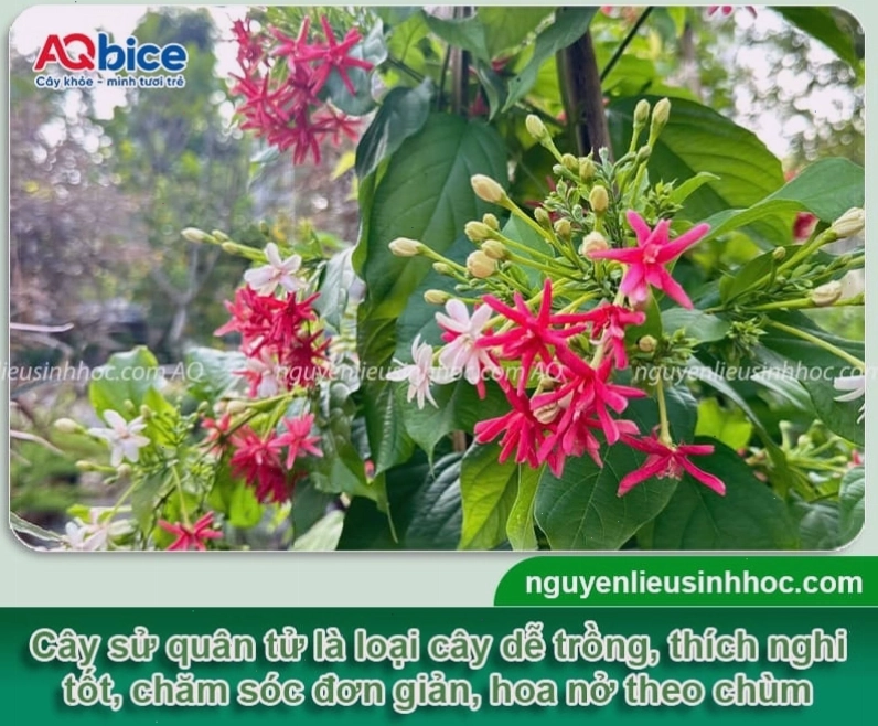 Cây táo bị tấn công bởi rệp gây hại lá non