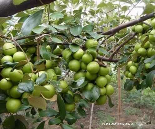 Cây táo sai quả với những trái tròn mọng nước